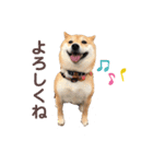 柴犬うめの日常編②（個別スタンプ：35）