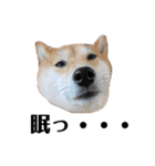 柴犬うめの日常編②（個別スタンプ：36）