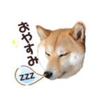 柴犬うめの日常編②（個別スタンプ：37）
