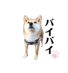 柴犬うめの日常編②（個別スタンプ：38）