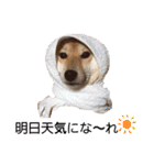 柴犬うめの日常編②（個別スタンプ：39）