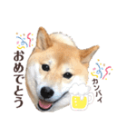 柴犬うめの日常編②（個別スタンプ：40）