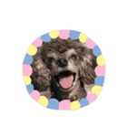 犬 ・プードル スタンプ（個別スタンプ：1）