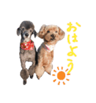 犬 ・プードル スタンプ（個別スタンプ：2）
