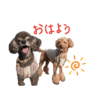 犬 ・プードル スタンプ（個別スタンプ：3）