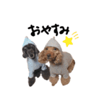 犬 ・プードル スタンプ（個別スタンプ：5）