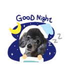 犬 ・プードル スタンプ（個別スタンプ：6）
