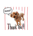 犬 ・プードル スタンプ（個別スタンプ：7）