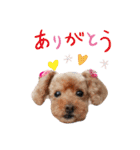 犬 ・プードル スタンプ（個別スタンプ：8）