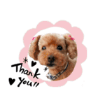犬 ・プードル スタンプ（個別スタンプ：10）