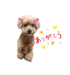 犬 ・プードル スタンプ（個別スタンプ：11）