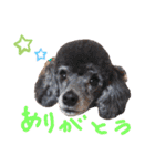 犬 ・プードル スタンプ（個別スタンプ：12）