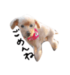 犬 ・プードル スタンプ（個別スタンプ：13）