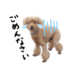 犬 ・プードル スタンプ（個別スタンプ：14）