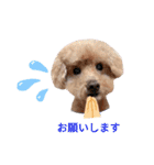 犬 ・プードル スタンプ（個別スタンプ：15）