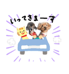 犬 ・プードル スタンプ（個別スタンプ：16）