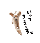 犬 ・プードル スタンプ（個別スタンプ：17）