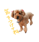 犬 ・プードル スタンプ（個別スタンプ：18）
