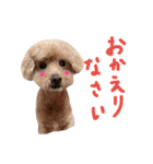 犬 ・プードル スタンプ（個別スタンプ：19）