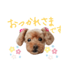 犬 ・プードル スタンプ（個別スタンプ：20）