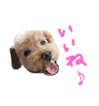 犬 ・プードル スタンプ（個別スタンプ：21）