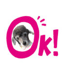 犬 ・プードル スタンプ（個別スタンプ：22）