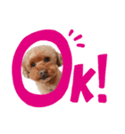 犬 ・プードル スタンプ（個別スタンプ：24）