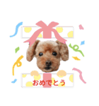 犬 ・プードル スタンプ（個別スタンプ：27）