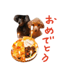 犬 ・プードル スタンプ（個別スタンプ：28）