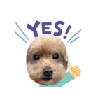 犬 ・プードル スタンプ（個別スタンプ：29）