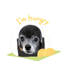 犬 ・プードル スタンプ（個別スタンプ：30）