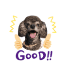 犬 ・プードル スタンプ（個別スタンプ：31）