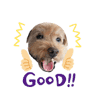 犬 ・プードル スタンプ（個別スタンプ：32）