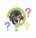 犬 ・プードル スタンプ（個別スタンプ：33）