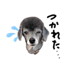 犬 ・プードル スタンプ（個別スタンプ：34）