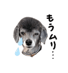 犬 ・プードル スタンプ（個別スタンプ：35）