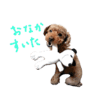 犬 ・プードル スタンプ（個別スタンプ：36）