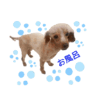 犬 ・プードル スタンプ（個別スタンプ：38）