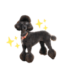 犬 ・プードル スタンプ（個別スタンプ：40）