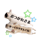 フレブル福ちゃんのおともだち（個別スタンプ：24）