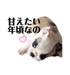 フレブル福ちゃんのおともだち（個別スタンプ：31）