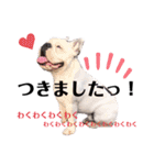 フレブル福ちゃんのおともだち（個別スタンプ：35）