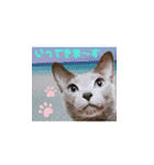 リアルにゃんず 日常編part1（個別スタンプ：9）
