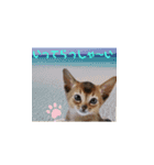 リアルにゃんず 日常編part1（個別スタンプ：10）