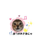 リアルにゃんず 日常編part1（個別スタンプ：21）