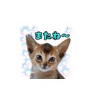 リアルにゃんず 日常編part1（個別スタンプ：40）