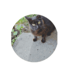 黒にゃんこねこ（個別スタンプ：1）