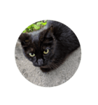 黒にゃんこねこ（個別スタンプ：2）