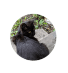 黒にゃんこねこ（個別スタンプ：3）