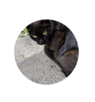 黒にゃんこねこ（個別スタンプ：4）